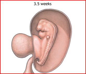 Fig 2.1 - Fetus at 3.5 weeks gestation