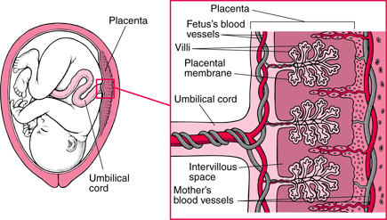 Fig 2.2: Teratogen passing from the placenta to fetus